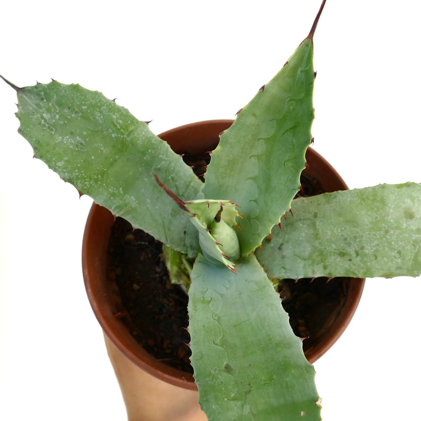 Agave bovicornuta X Agave americana succulenta con larghe foglie verdi spinose in vaso di terracotta