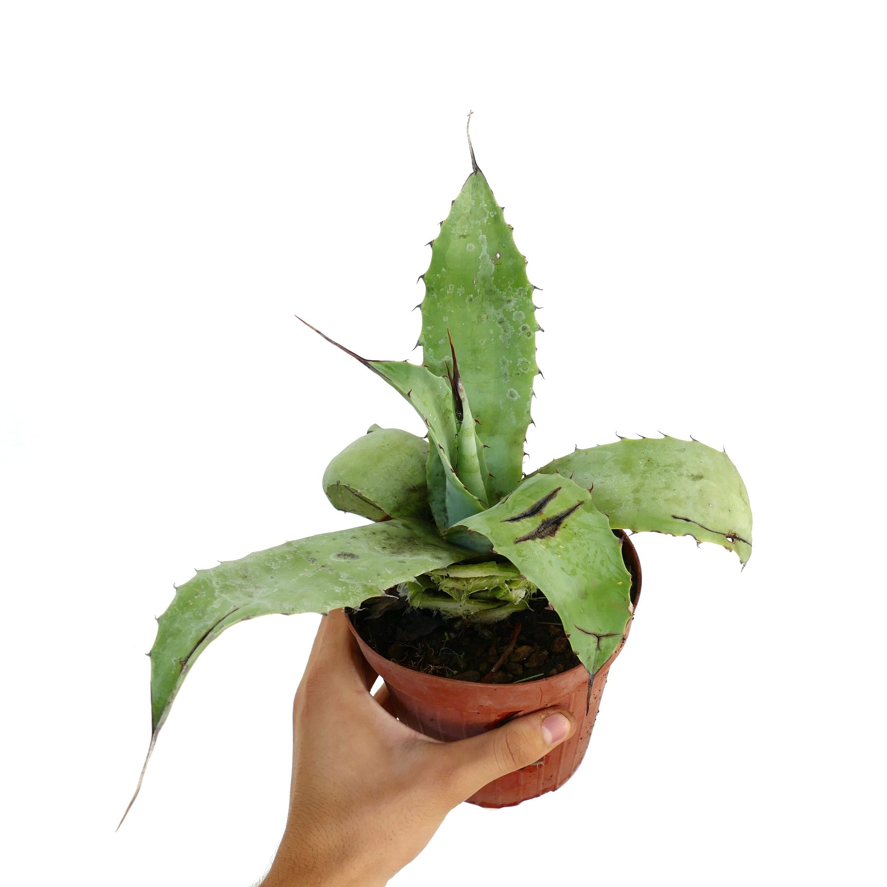 Agave parrasana X bovicornuta X eborispina succulent with thick spiny leaves in small pot