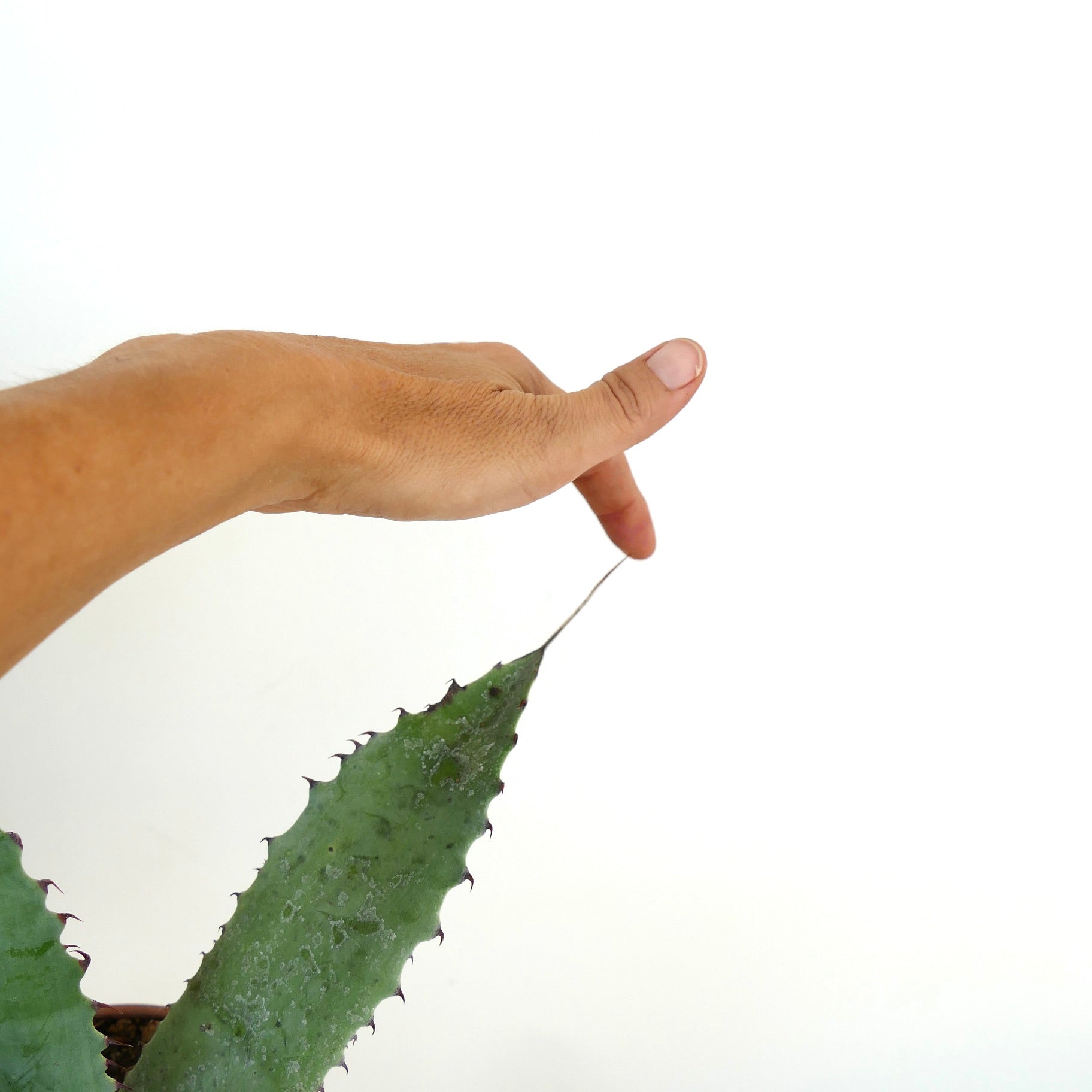 Succulenta Agave couesii X eborispina con spesse foglie verdi e lunghi aculei finali affilati