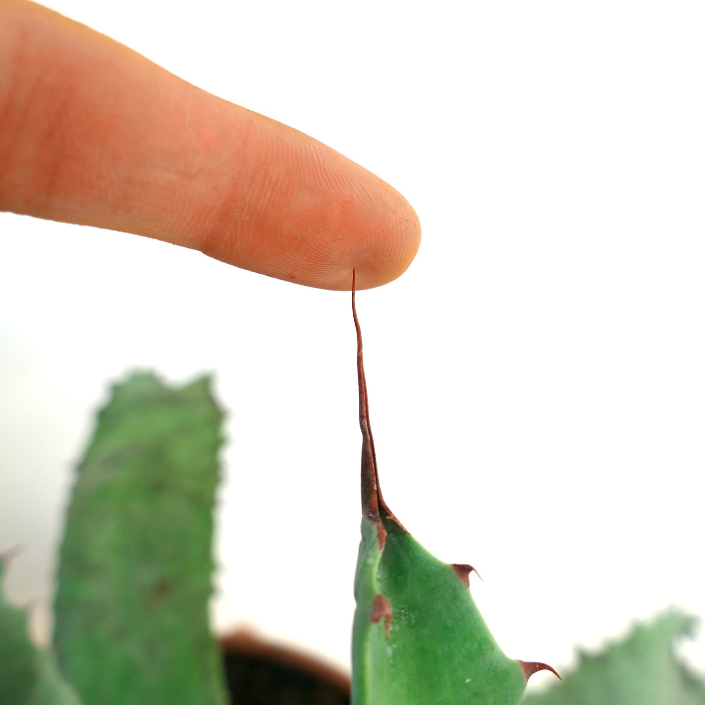 Agave americana X Agave ovatifolia 