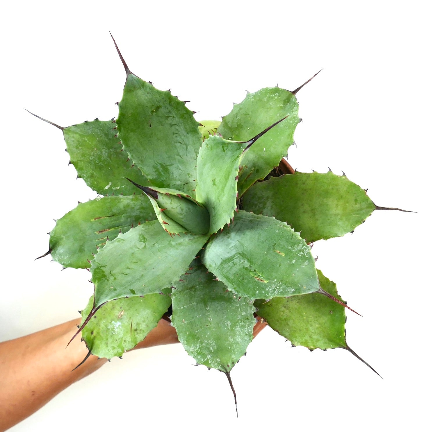 Agave parryi X Agave parryi truncata succulent avec de larges feuilles vertes et de piquants sombres acérés