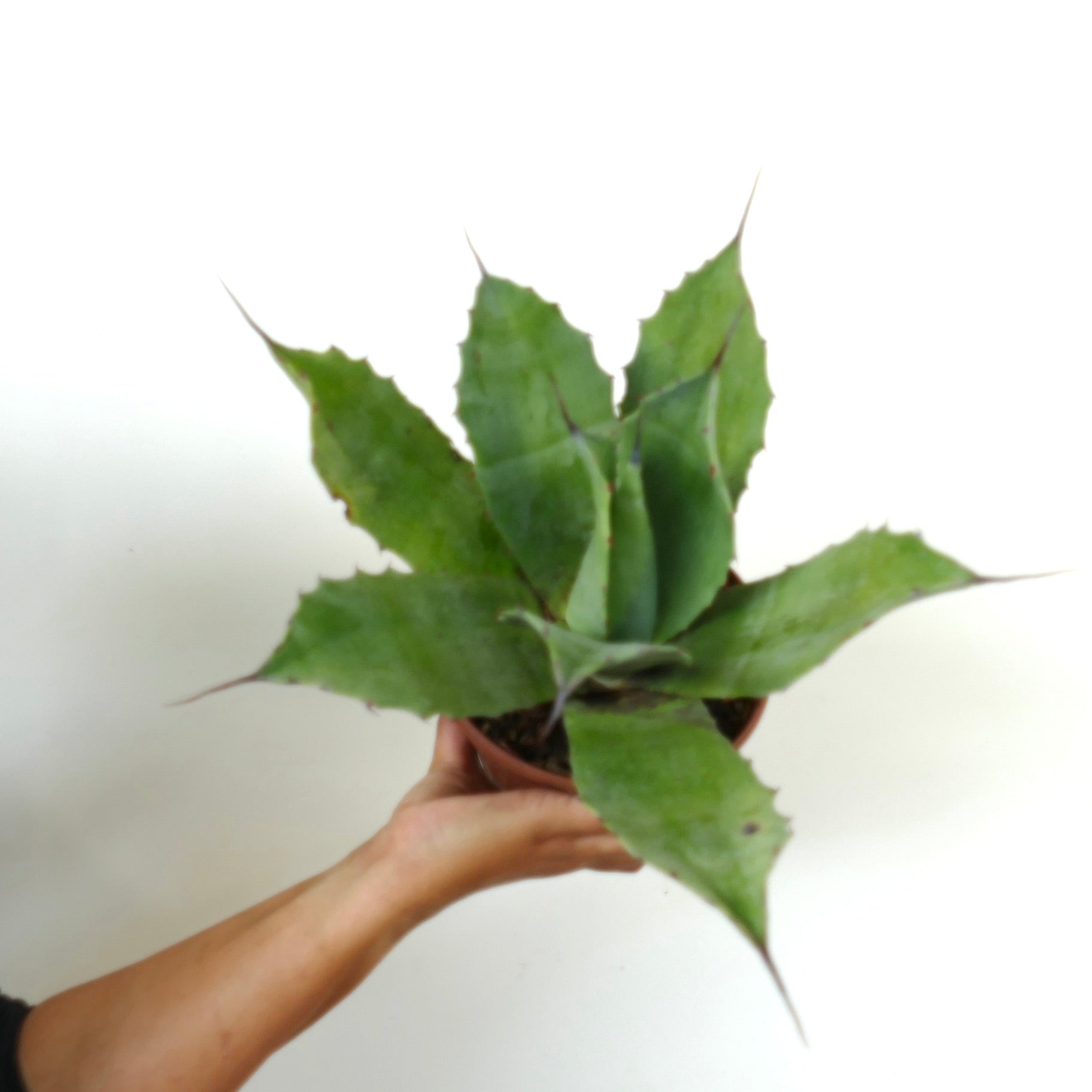 Agave ovatifolia X Agave vizcainoensis sukkulent med brede grønne blader og skarpe pigger i potte