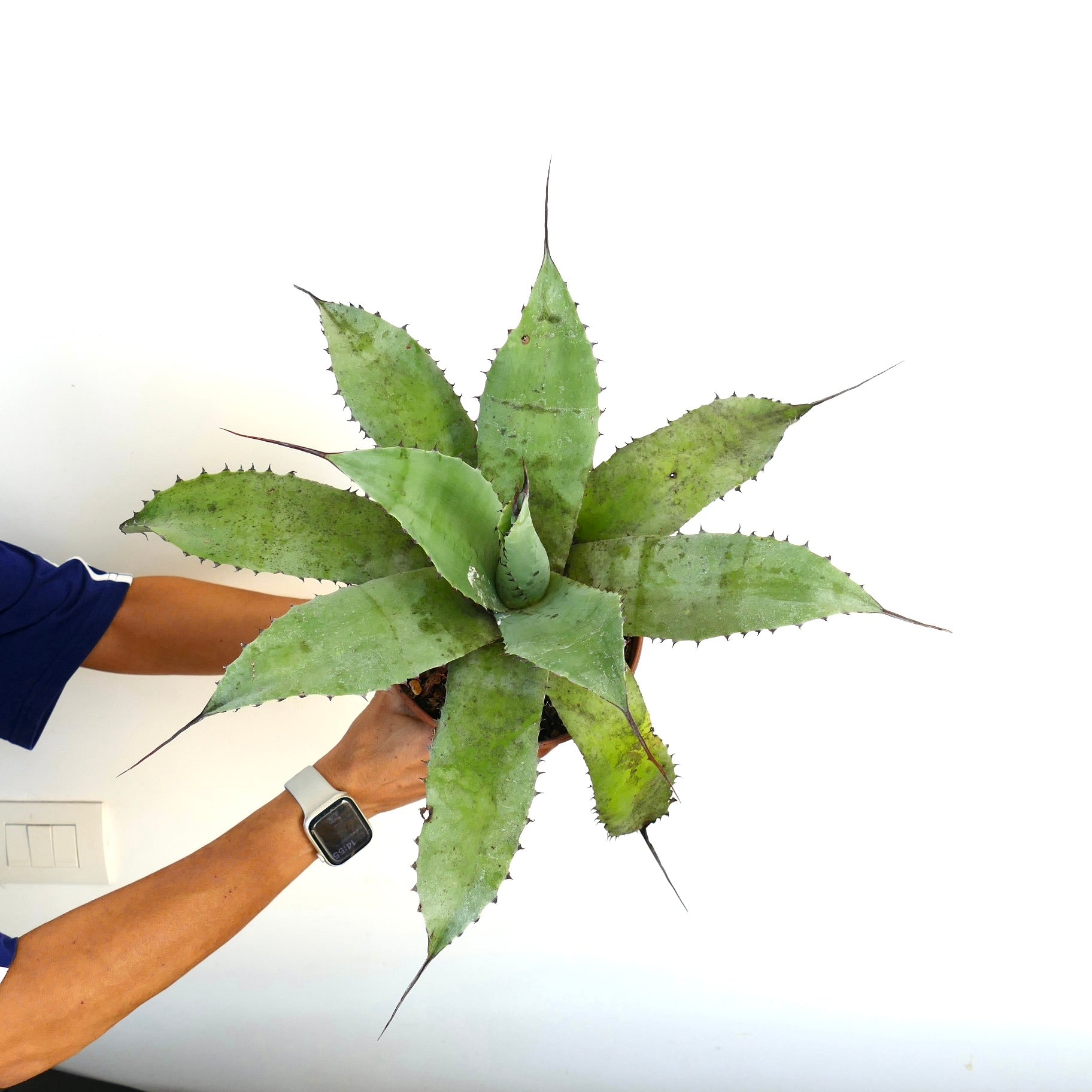 Agave asperrima subsp. potosiensis X Agave utahensis succulent with broad spiny green leaves