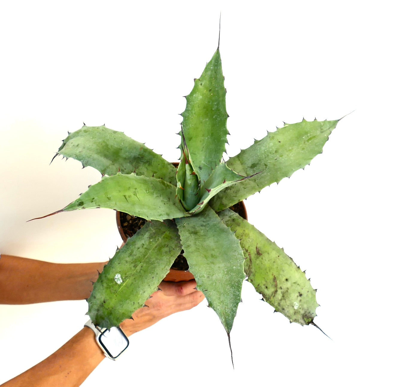 Agave bovicornuta X eborispina X americana succulent with broad spiny leaves and pointed tips in pot