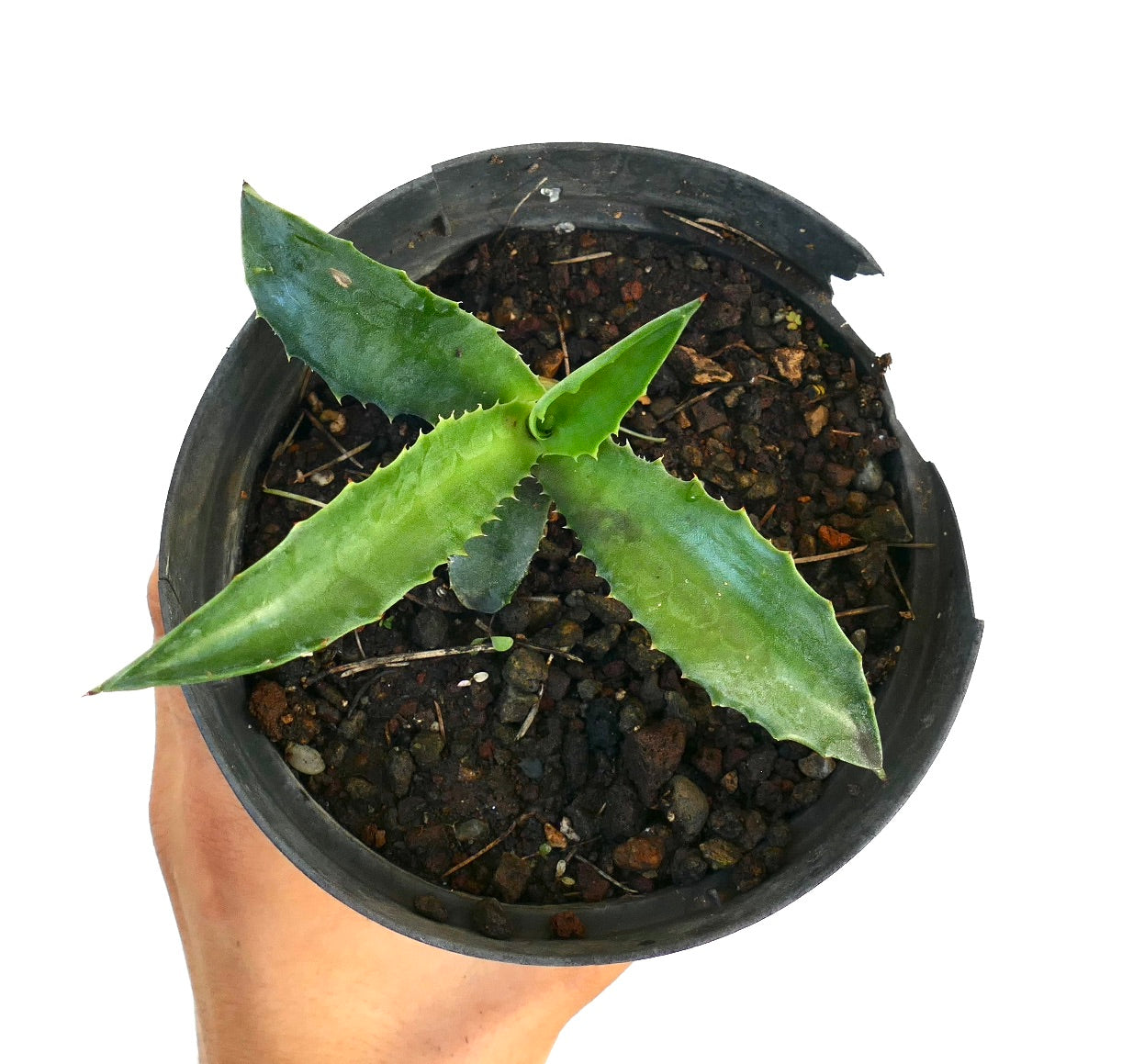 Agave decipiens X americana