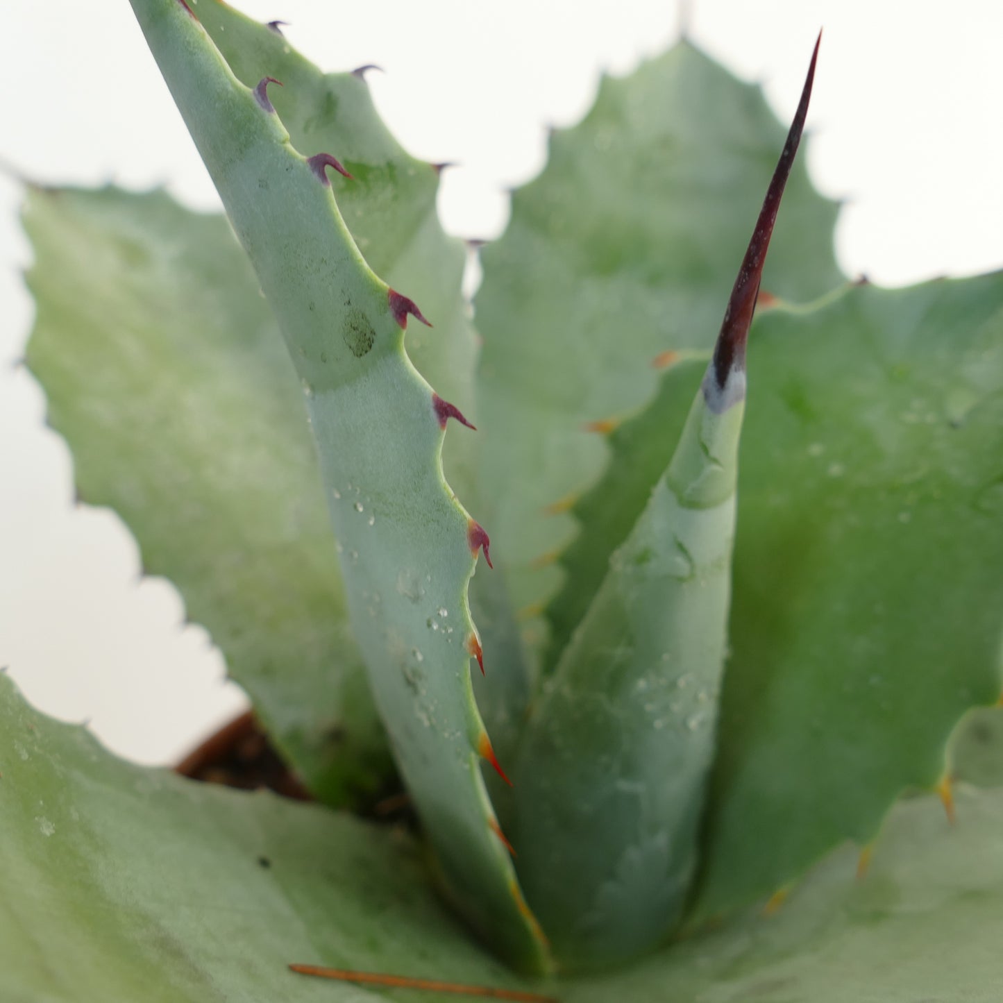 Agave ovatifolia X mitis succulent with thick blue-green leaves and sharp reddish spines