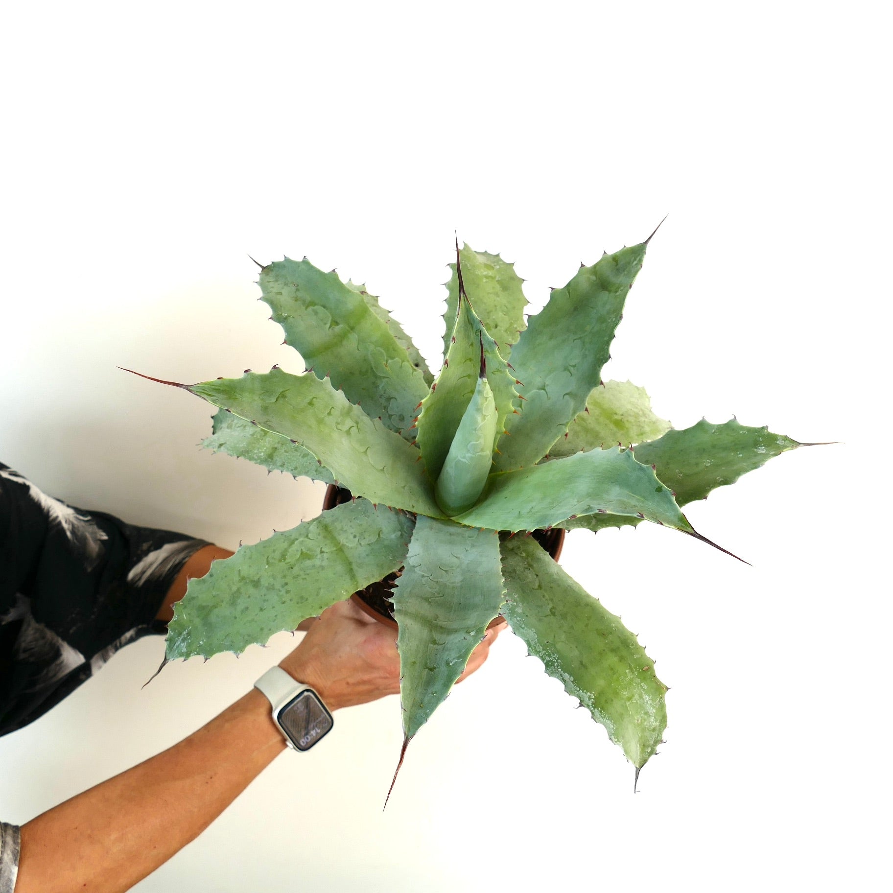 アガベ ハイブリッド | botanicalarchive.com | 珍しい多肉植物 |