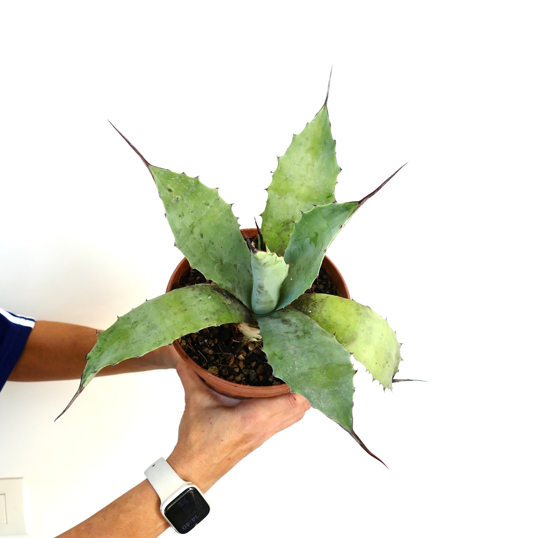 N*o様 アガベ　AGAVE　チェリースウィーズル　ハイブリッド　エボリスピナ N*o様 アガベ AGAVE チェリースウィーズル ハイブリッド エボリスピナ