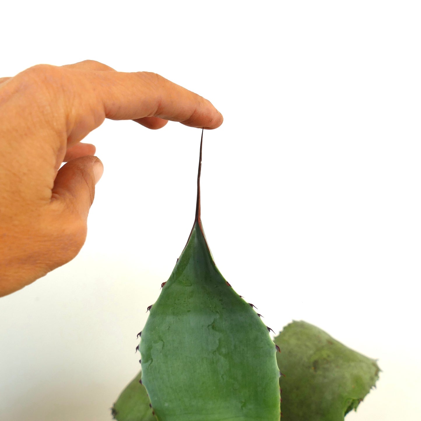 Agave celsii X Agave uthaensis succulent with thick green leaves and long sharp terminal spine