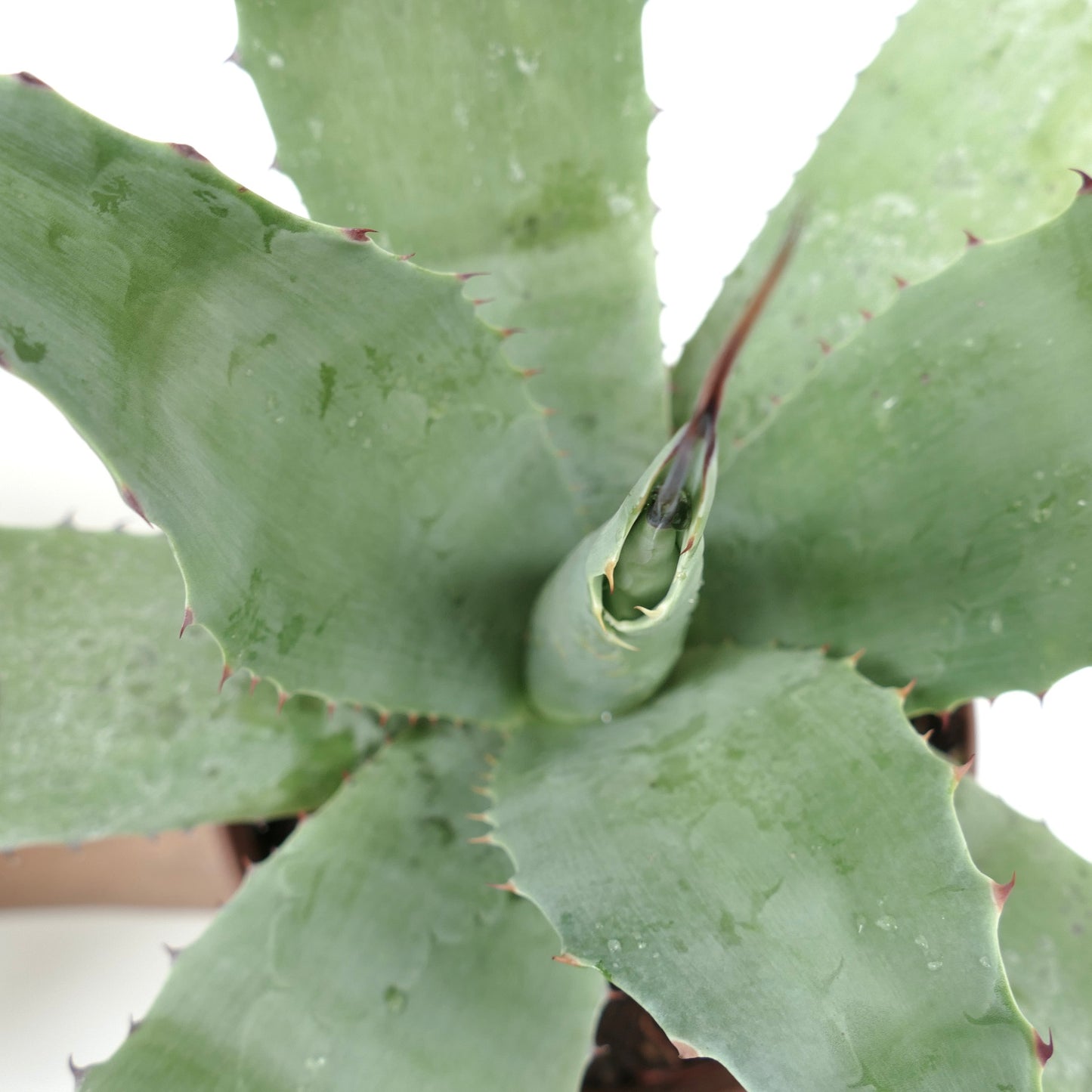Agave ovatifolia X Agave parrasana succulent with broad blue-green leaves and reddish spines