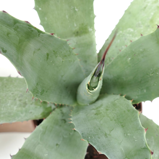Agave ovatifolia X Agave parrasana Sukkulente mit breiten blau-grünen Blättern und rötlichen Stacheln