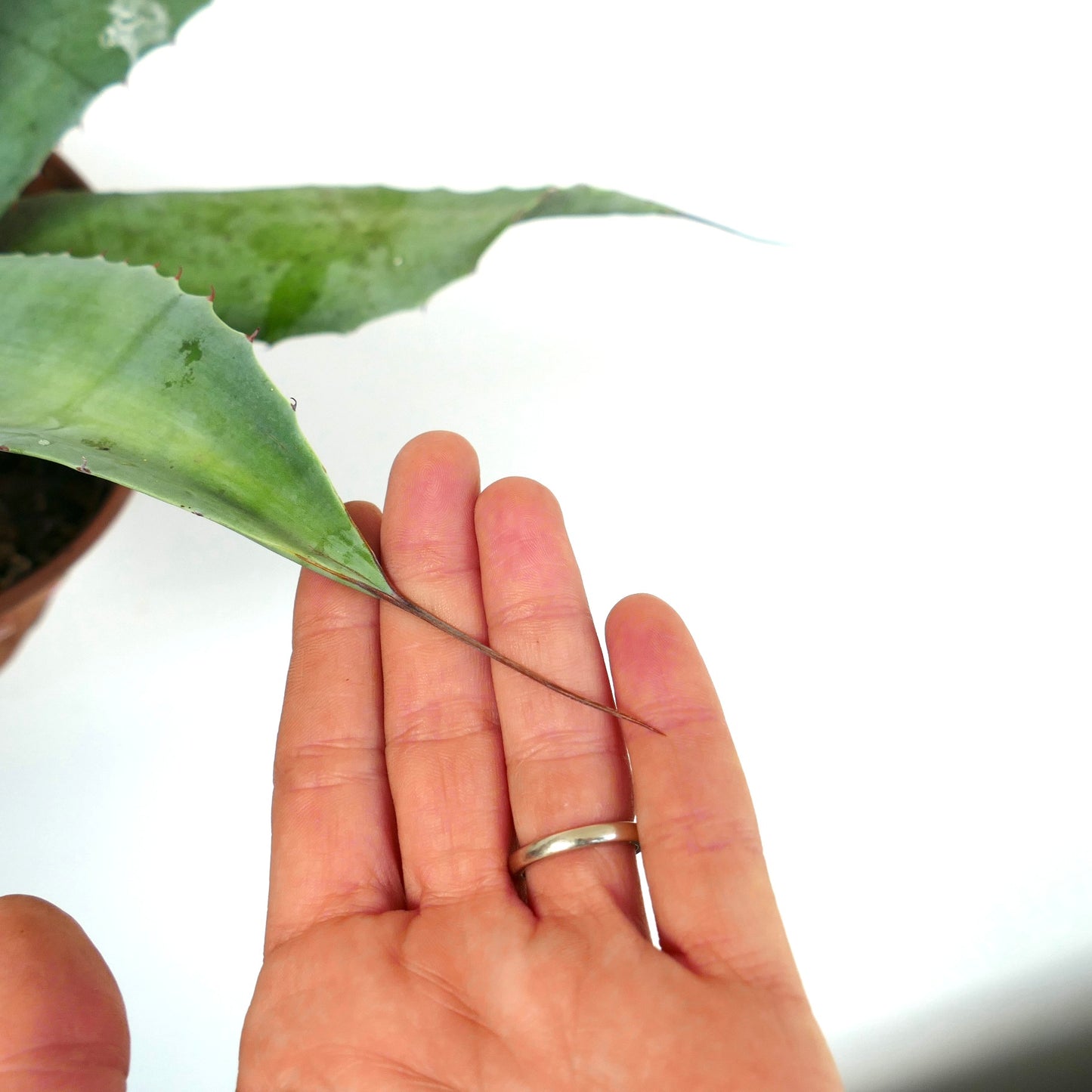 Agave weberi X Agave ovatifolia LONG FINAL SPINES