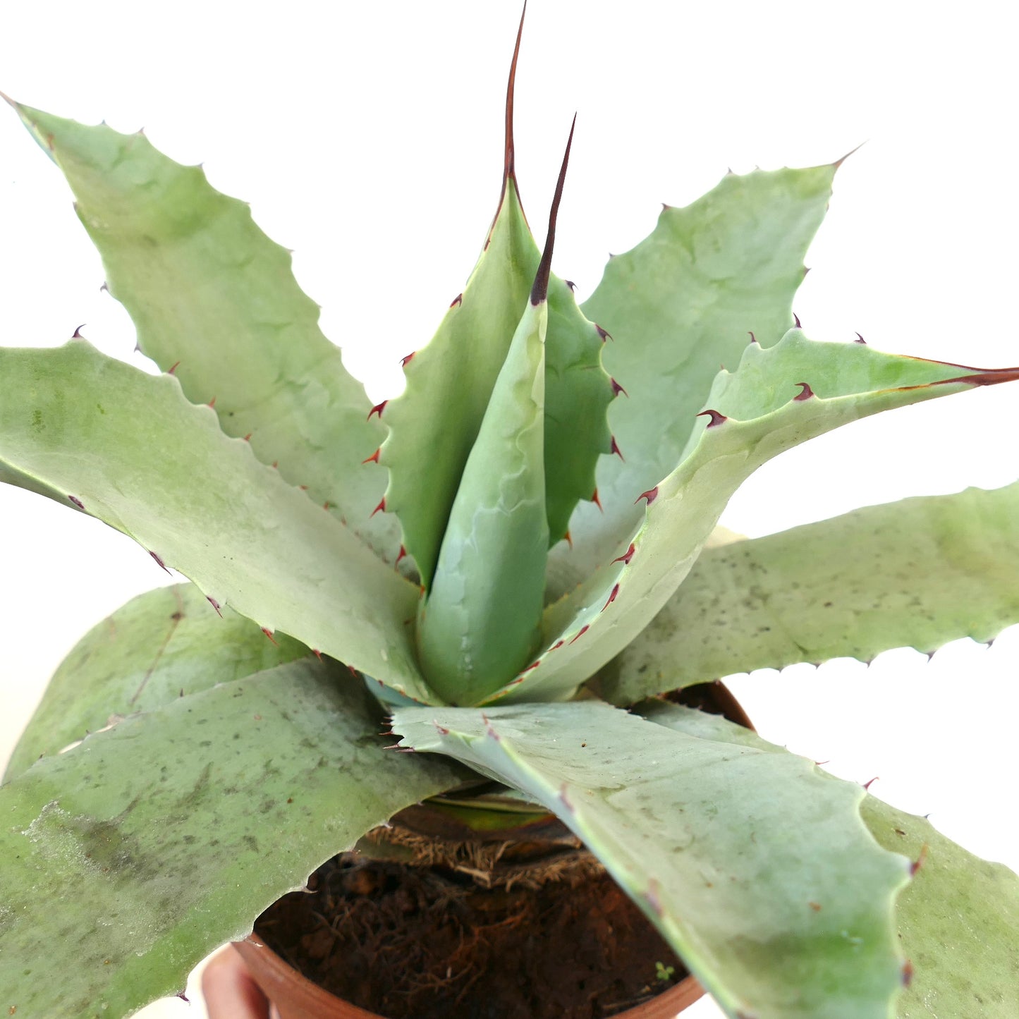 Agave verschaffeltii X Agave cerulata x Agave eborspina