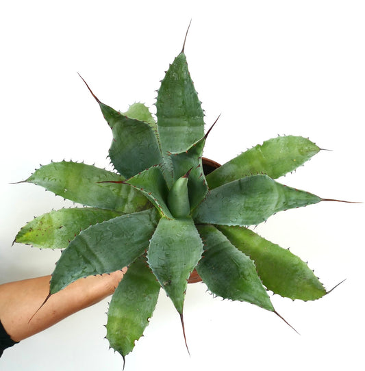 Agave verdensis X Agave ovatifolia X Agave parrasana suculenta grande con hojas verdes gruesas y espinosas