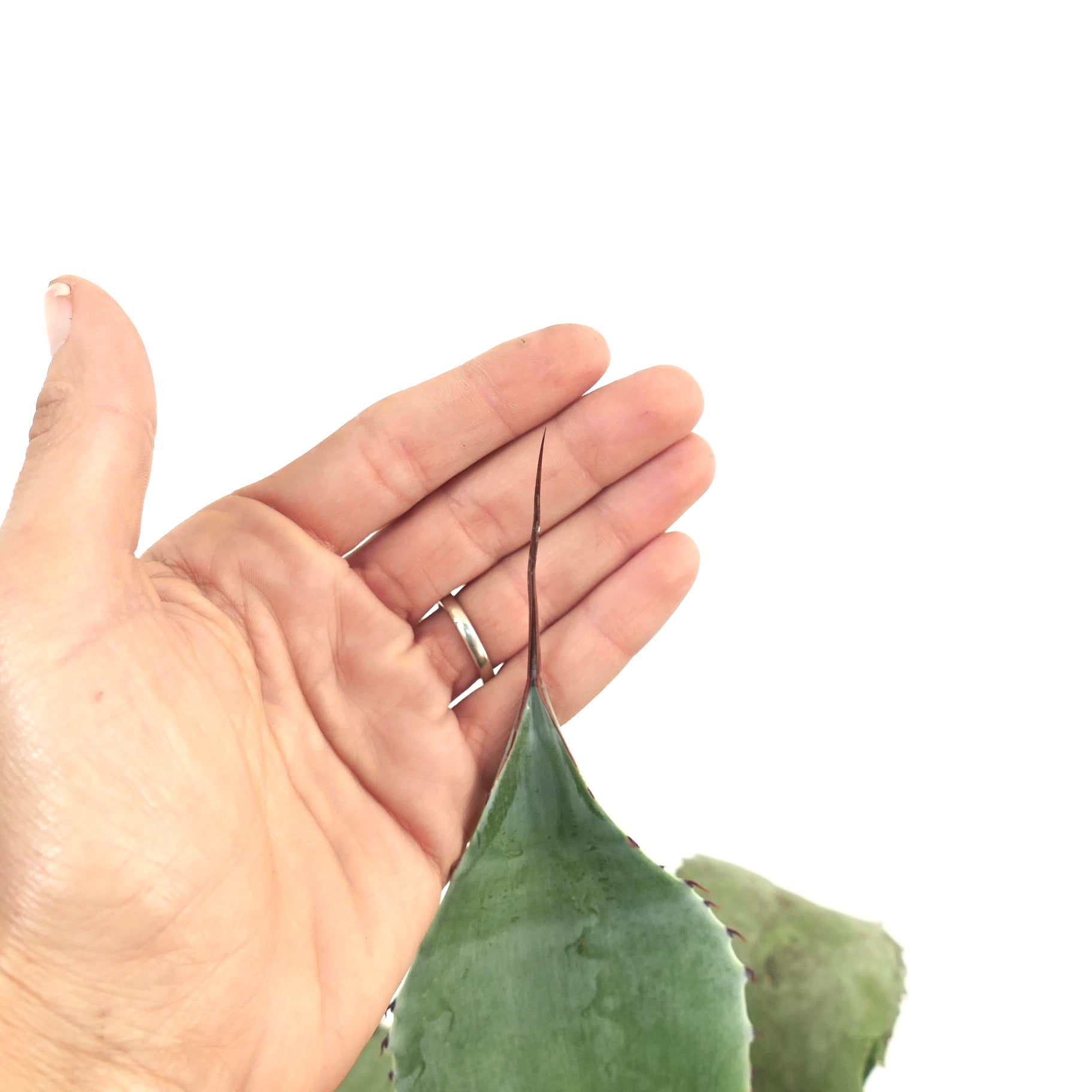 Agave celsii X Agave uthaensis succulent with thick green leaves and long sharp terminal spine