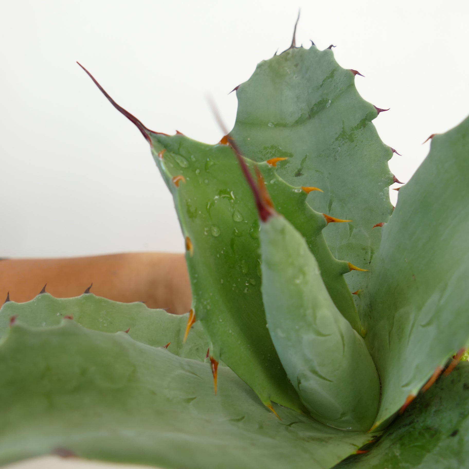 Agave salmiana X Agave ovatifolia X Agave parrasana succulent with thick green leaves and sharp reddish spines