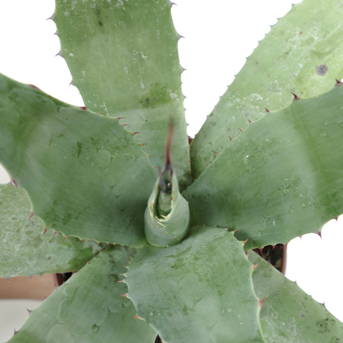 Agave ovatifolia X Agave parrasana succulent with broad green leaves and reddish spines