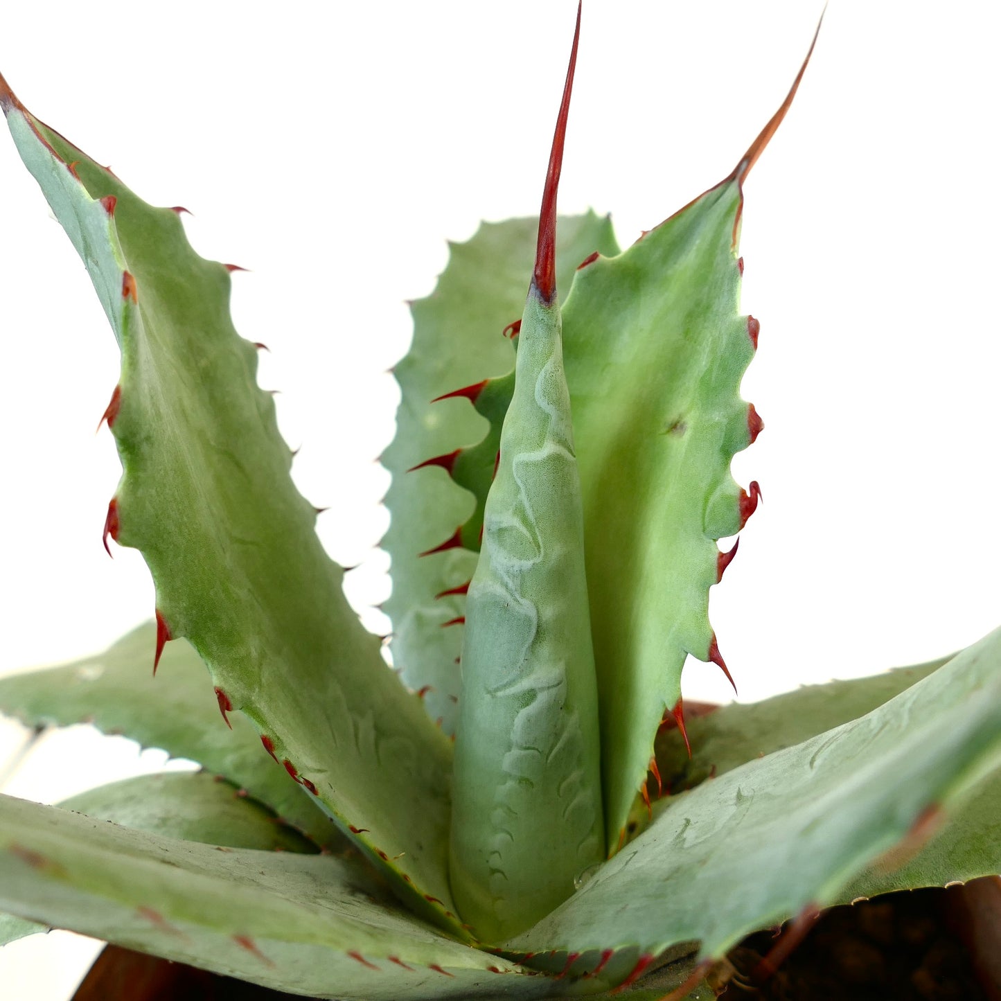 Agave parrasana X Agave eborispina