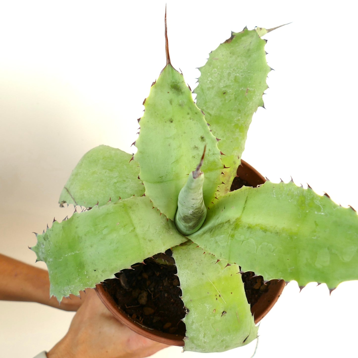 Agave verschaffeltii X Agave bovicornuta X Agave eborispina