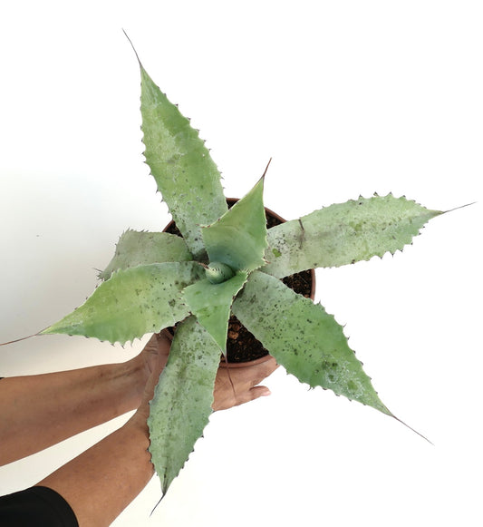 Agave cerluata x eborispina succulent with broad spiny leaves and blue-green textured foliage