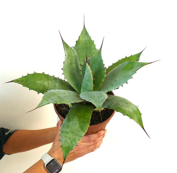 アガベ ハイブリッド | botanicalarchive.com | 希少多肉植物 |