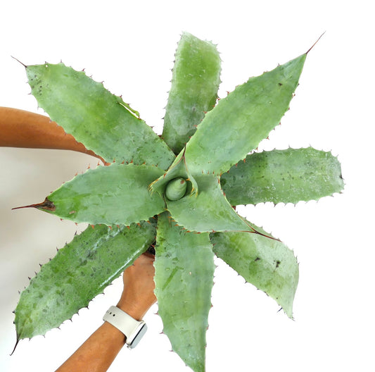 Agave parrasana X cerulata X ovatifolia large succulent with thick blue-green spiny leaves