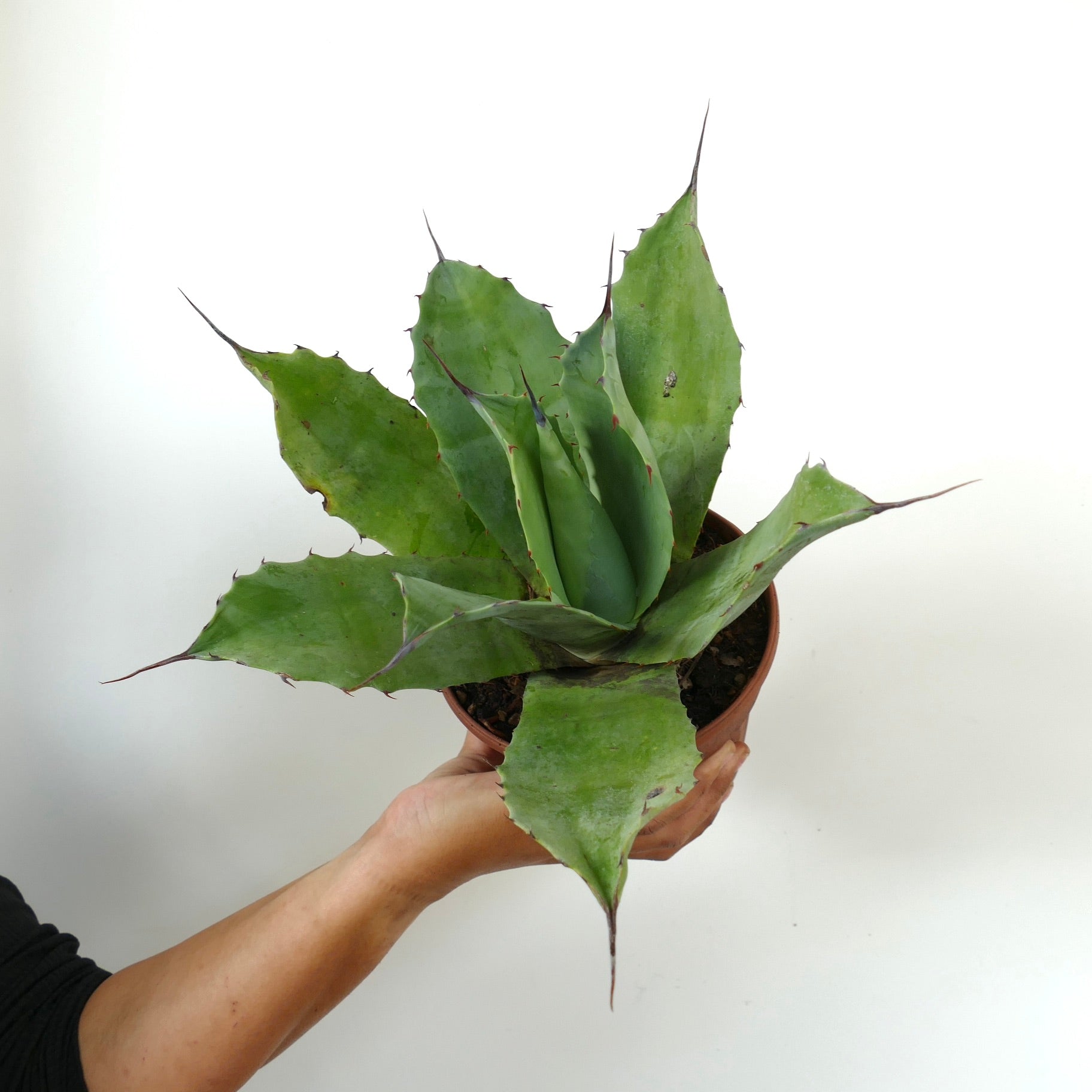 Agave ovatifolia X Agave vizcainoensis sukkulent med brede grønne blader og skarpe torner i potte