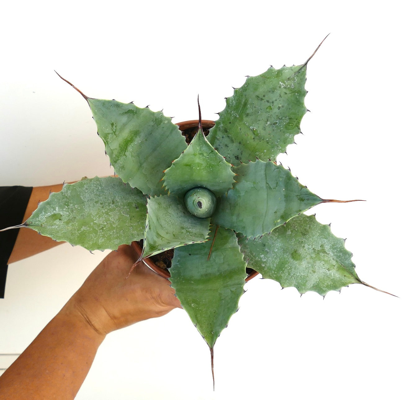 Agave ovatifolia X mitis succulent with broad blue-green leaves and sharp brown spines