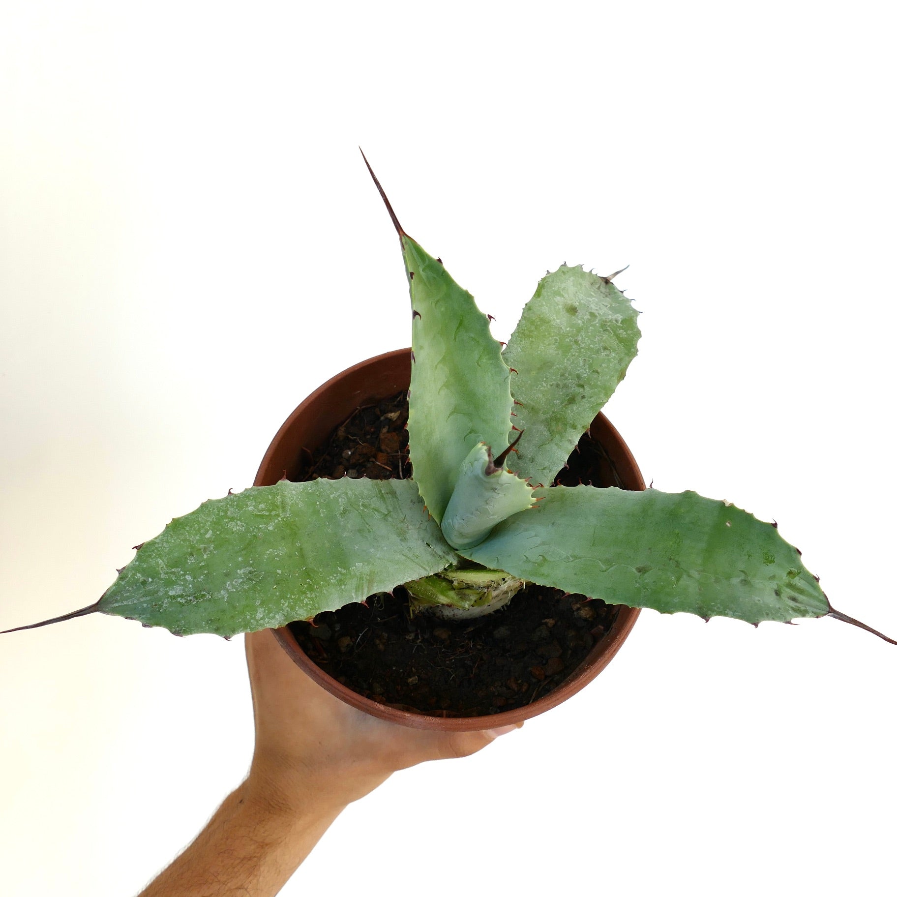 Agave bovicornuta X Agave americana succulenta con ampie foglie verdi e lunghe spine appuntite in vaso