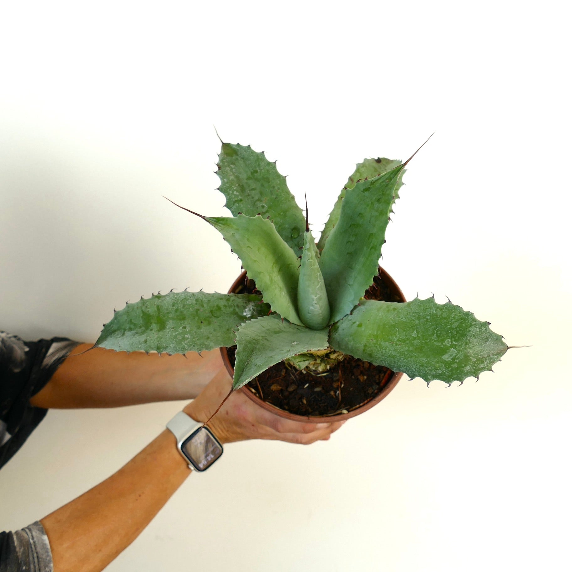 アガベ ハイブリッド | botanicalarchive.com | 希少多肉植物 |