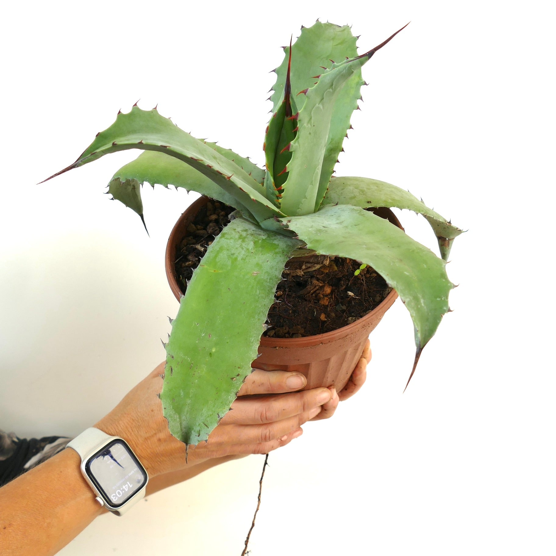 アガベ ハイブリッド | botanicalarchive.com | 珍しい多肉植物 |