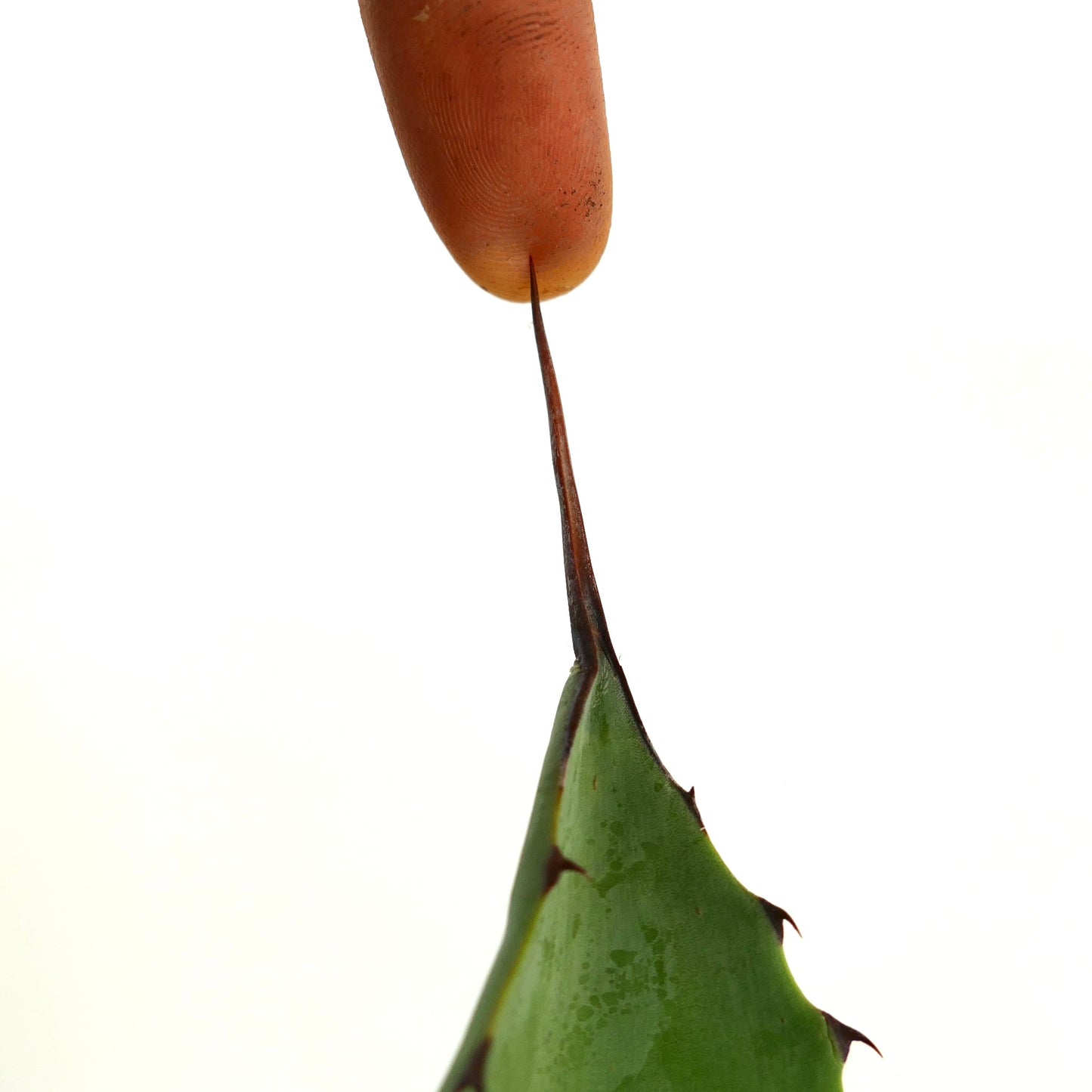 Agave ovatifolia x Agave celsii