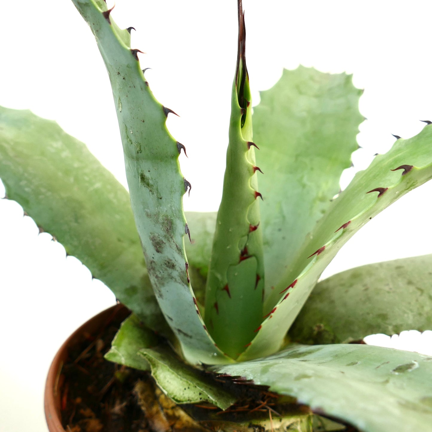 Agave parrasana X Agave ferox