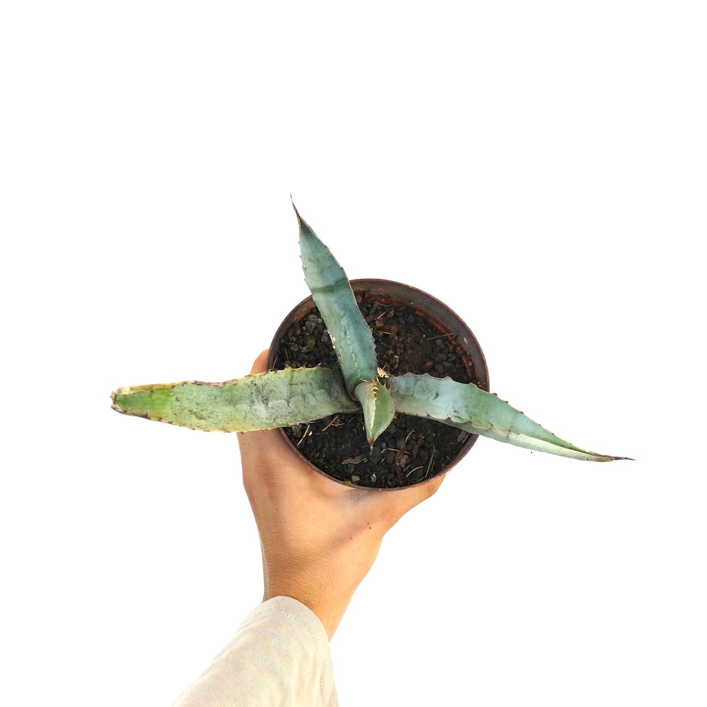 Agave marmorata