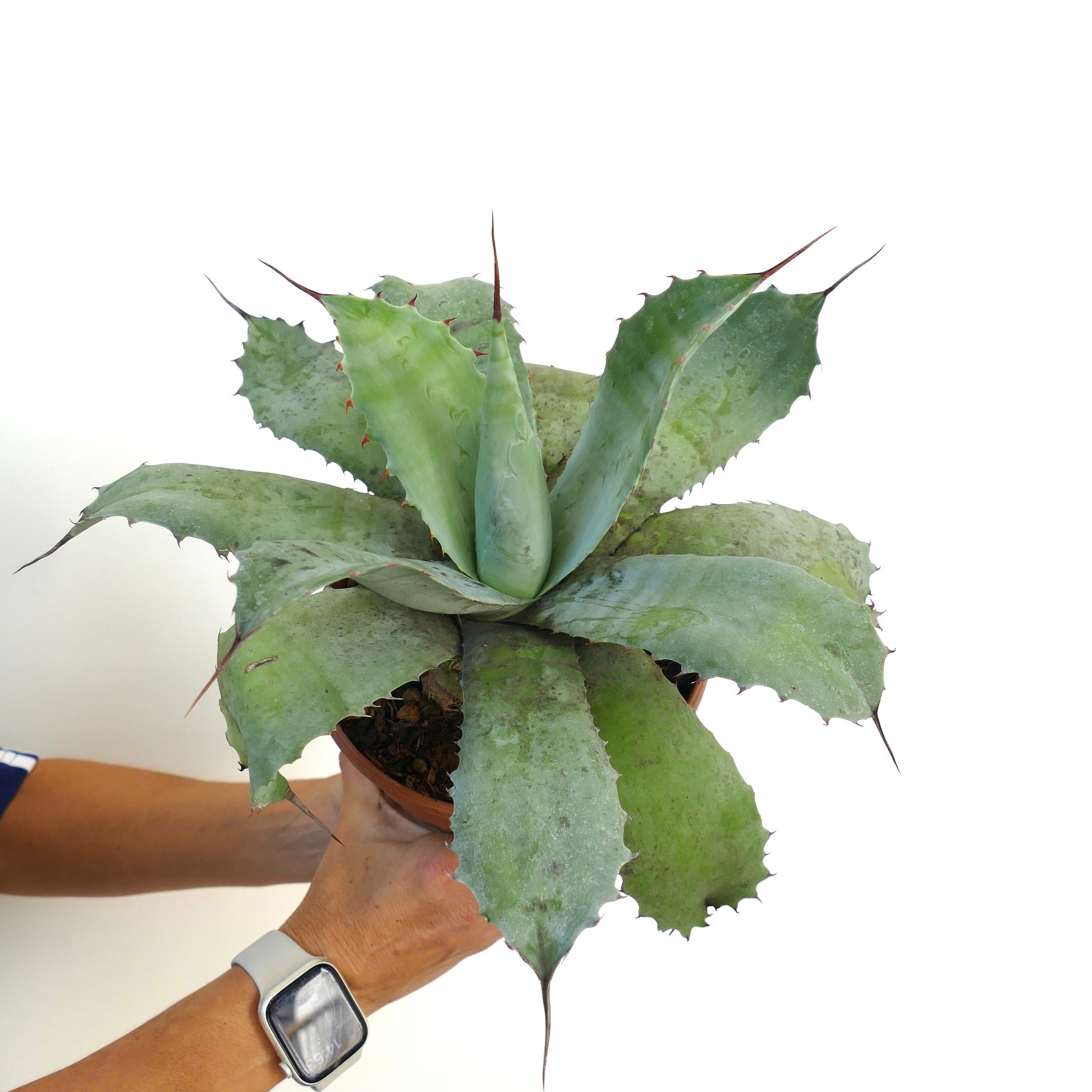 Agave ovatifolia X Agave parrasana succulent with broad blue-green leaves and sharp spines