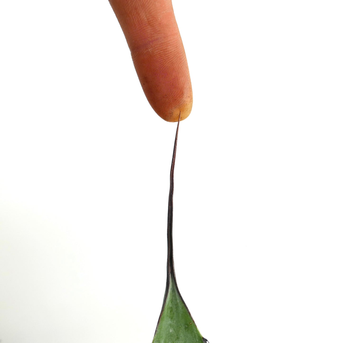 Agave asperrima subsp. potosiensis X Agave utahensis succulent leaf with long dark spine close to fingertip