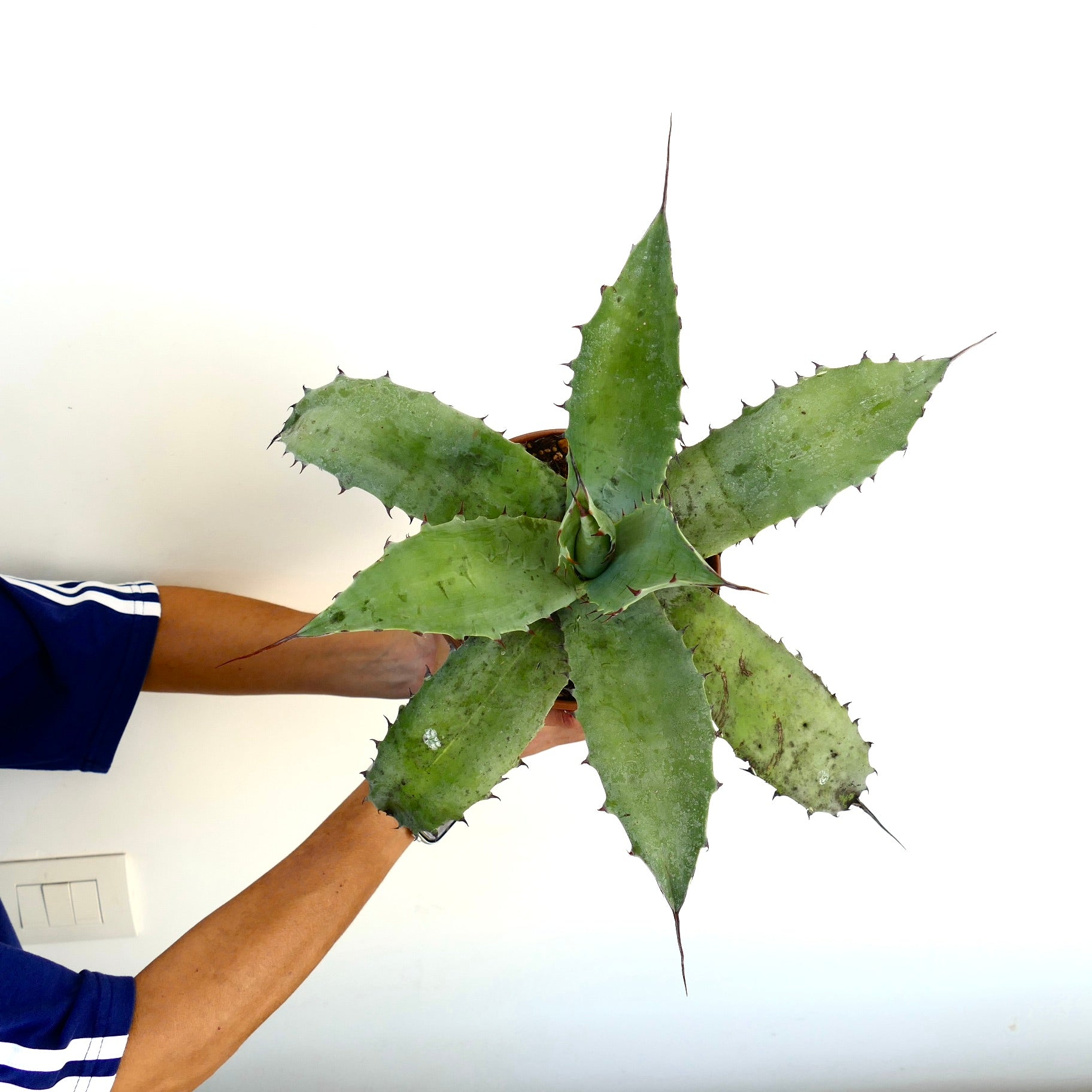 Agave bovicornuta X eborispina X americana large succulent with thick spiny green leaves