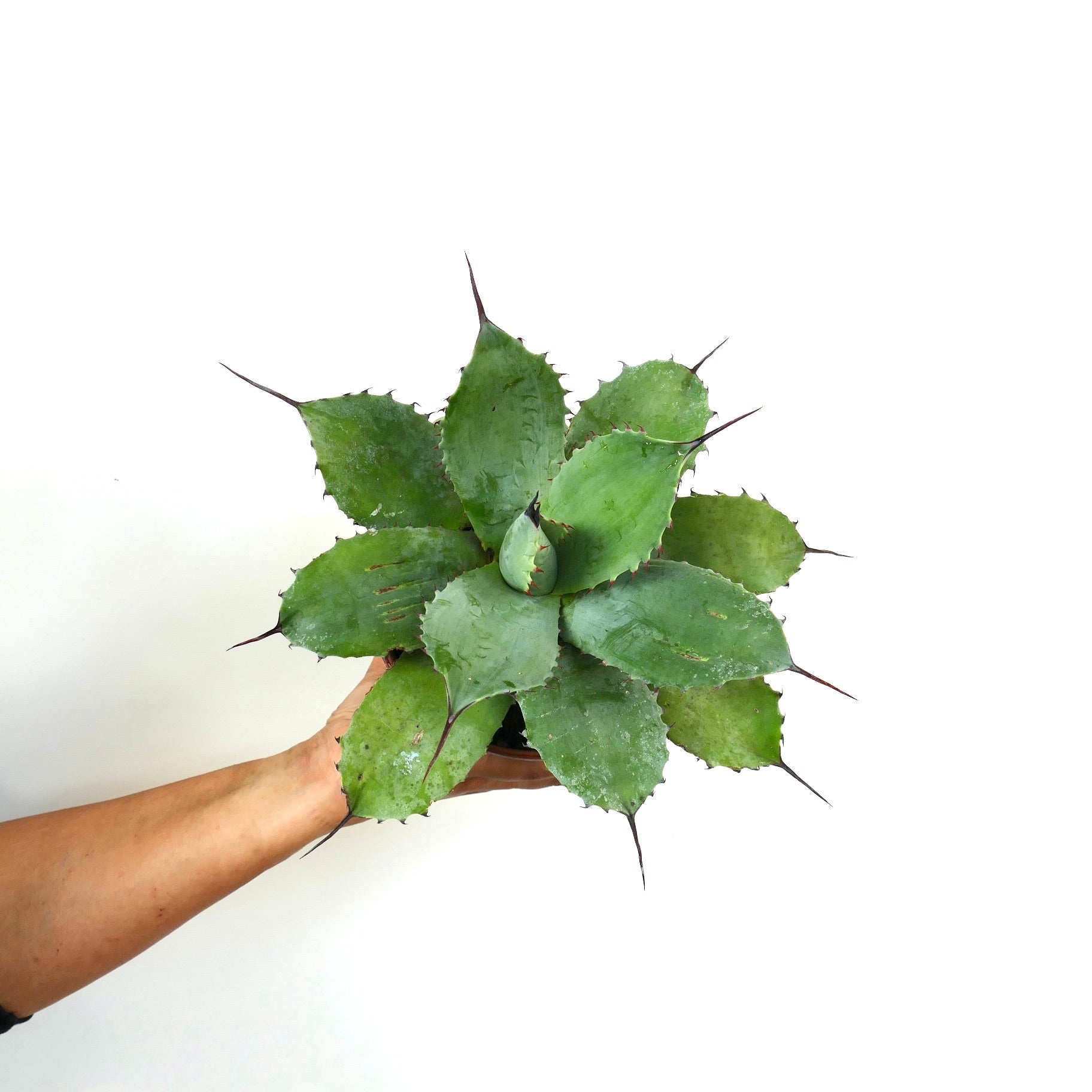 Agave parryi X Agave parryi truncata succulent avec larges feuilles vertes et épines brunes acérées