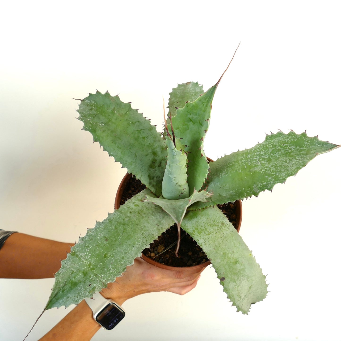 Agave americana X Agave ferox X Agave eborispina