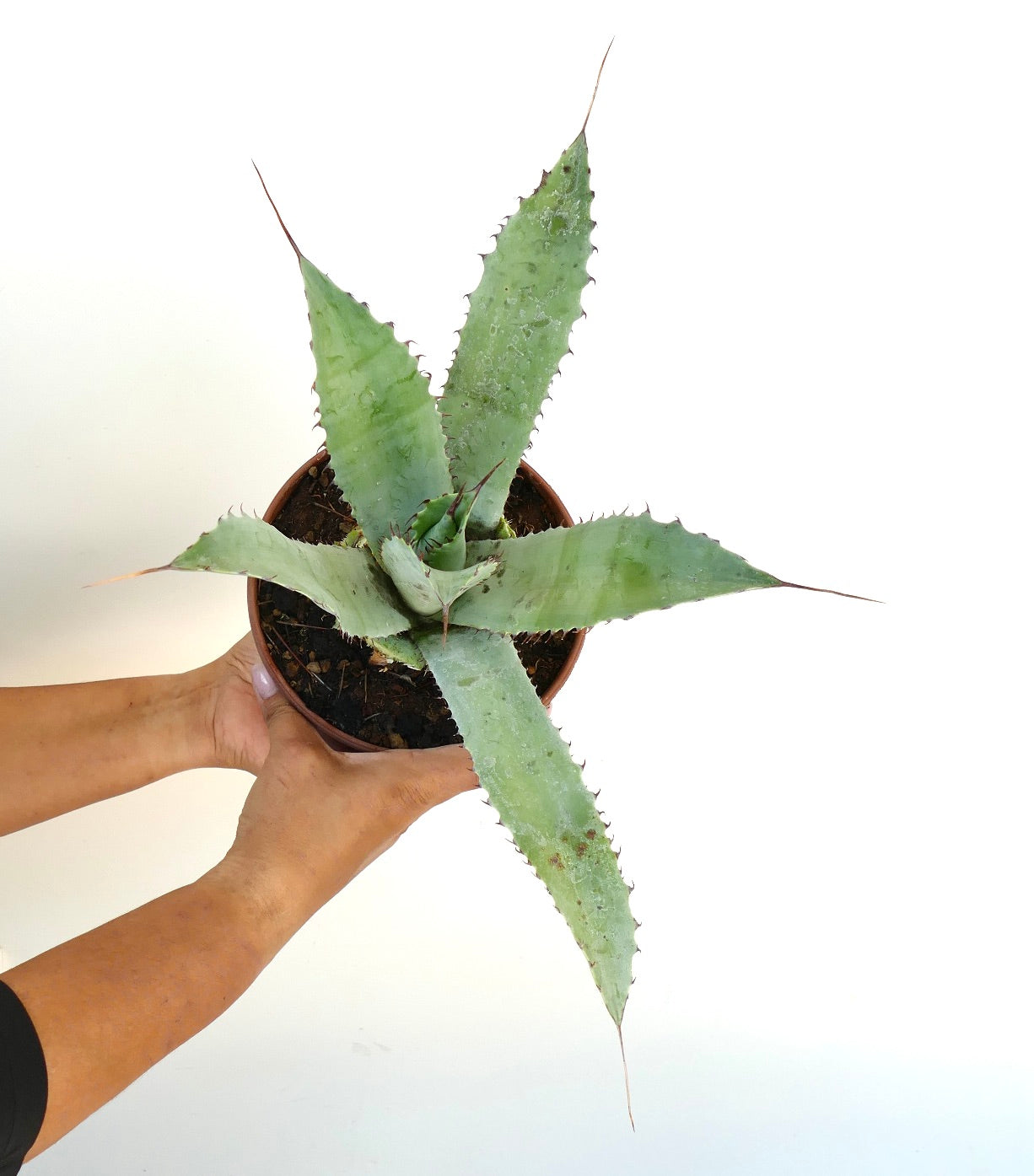 Succulenta Agave couesii X eborispina con spine finali lunghe e foglie verdi spesse in vaso