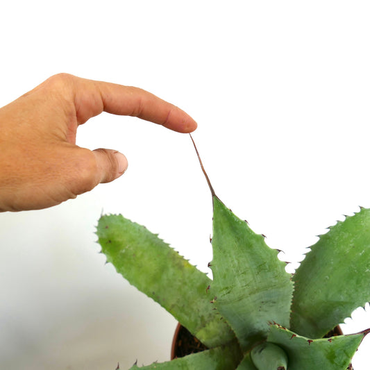 Agave utahensis X ovatifolia X americana suculenta con espinas largas y afiladas y hojas verdes gruesas