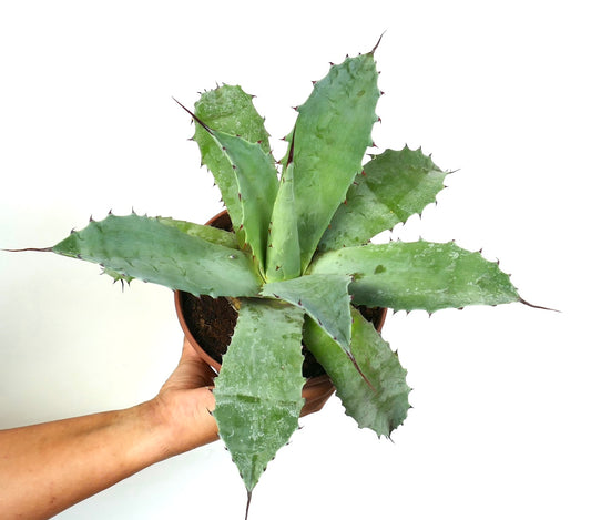 Agave ferox X Agave ovatifolia succulent avec larges feuilles bleu-vert épineuses en pot tenu à la main
