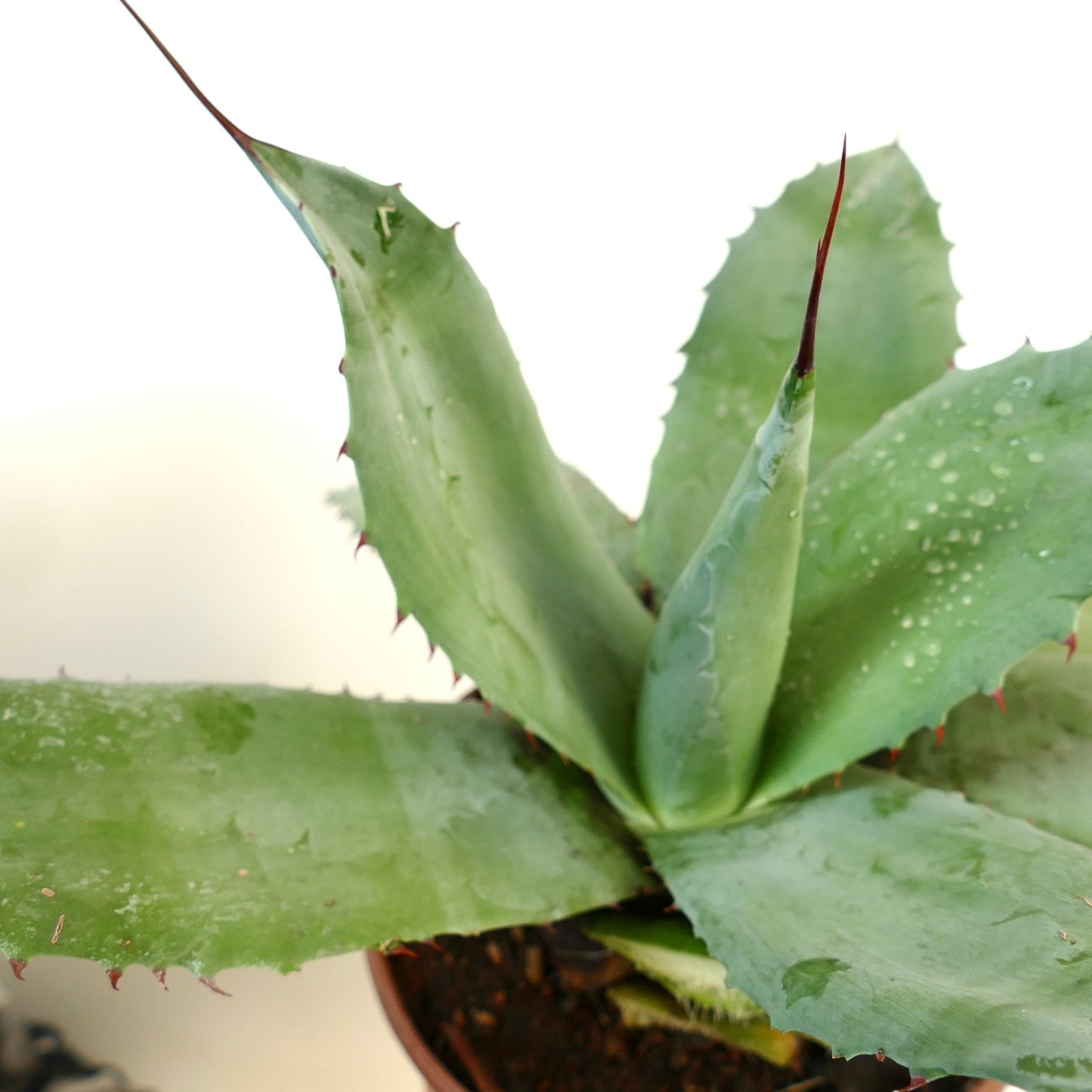 Agave parryi  var. parryi X Agave ovatifolia