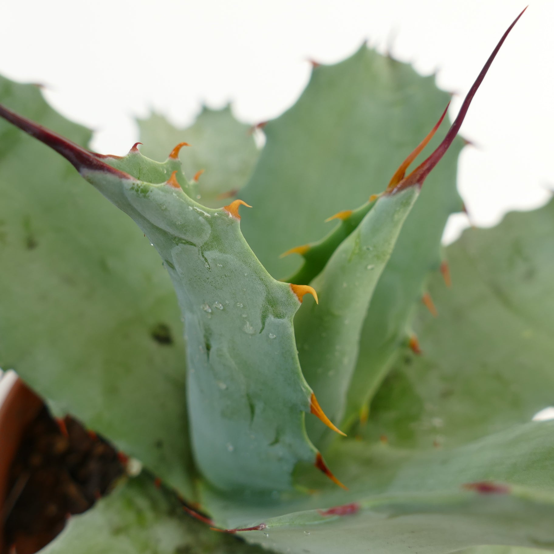 Agave salmiana X Agave ovatifolia X Agave parrasana succulent with thick blue-green leaves and sharp orange spines