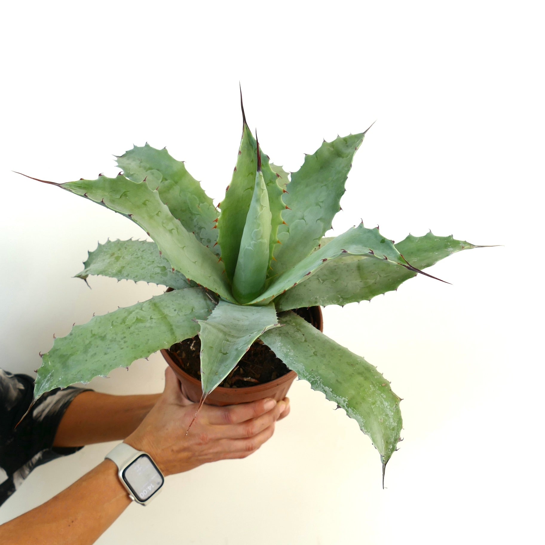 アガベ　ハイブリッド　‘EX USA’ 親株 アガベ ハイブリッド | botanicalarchive.com | 珍しい多肉植物 |