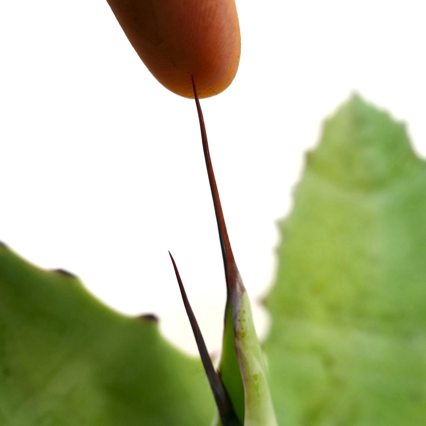 Agave verschaffeltii X bovicornuta X eborspina (F3)