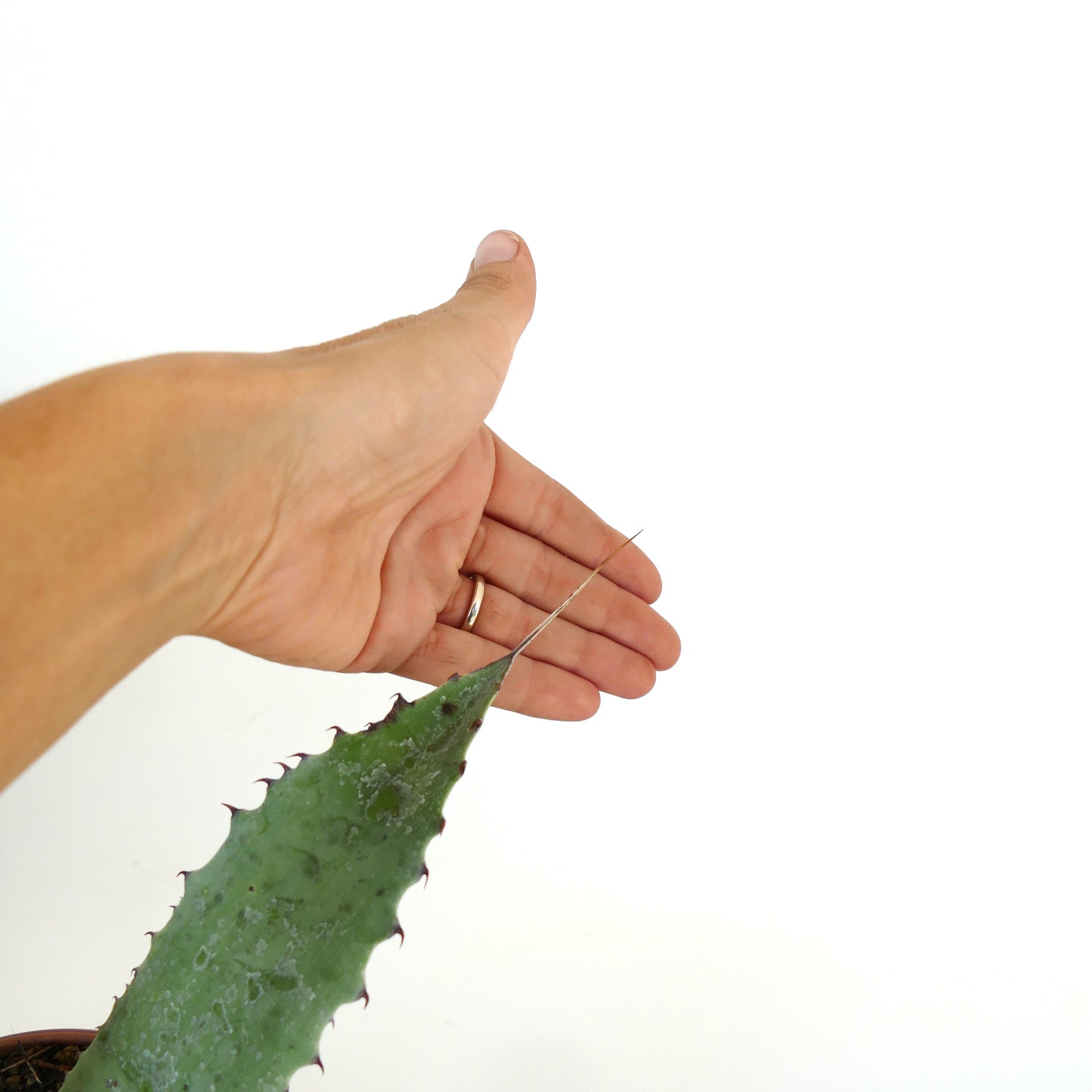 Succulenta Agave couesii X eborispina con lunga spina terminale e denti marginali affilati