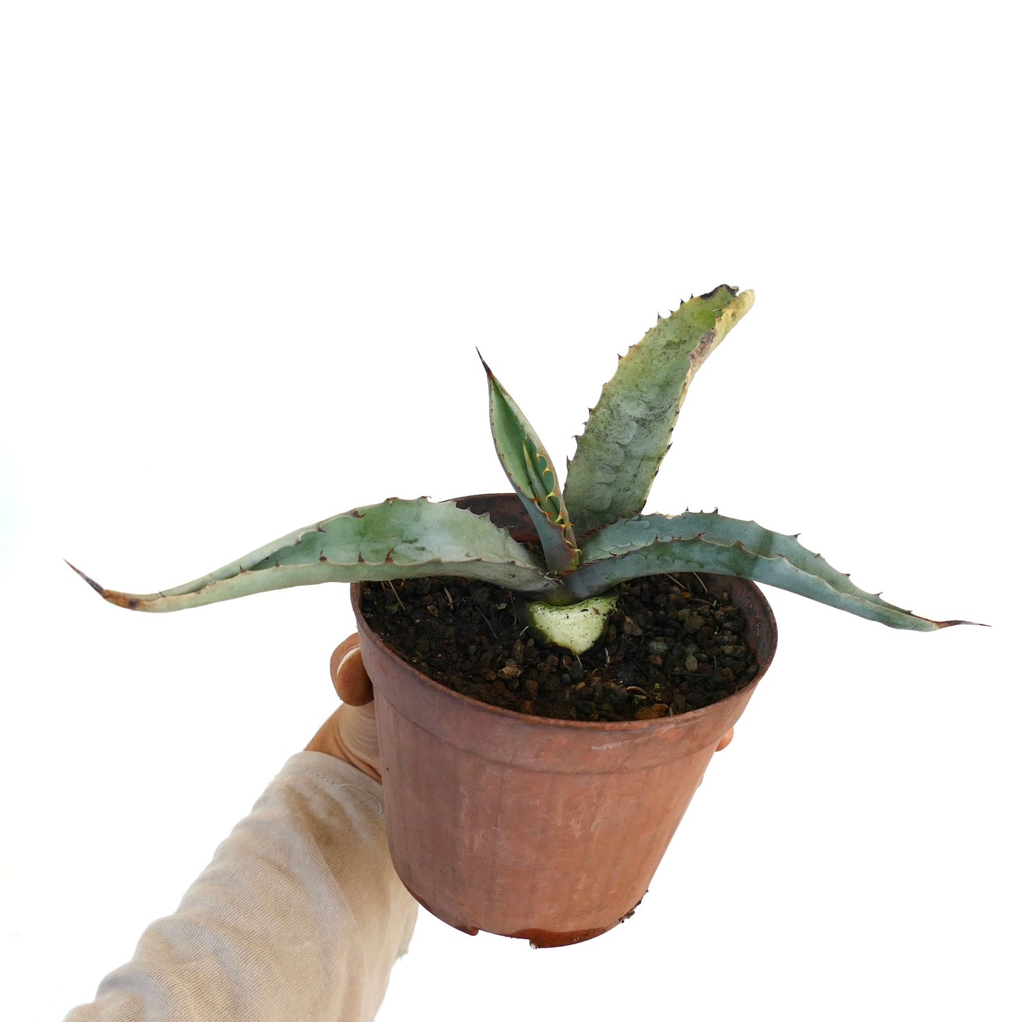 Agave marmorata