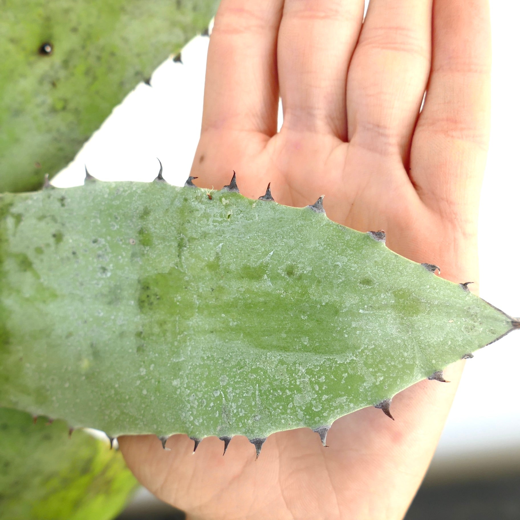 Agave asperrima subsp. potosiensis X Agave utahensis succulent leaf with sharp dark spines and powdery texture