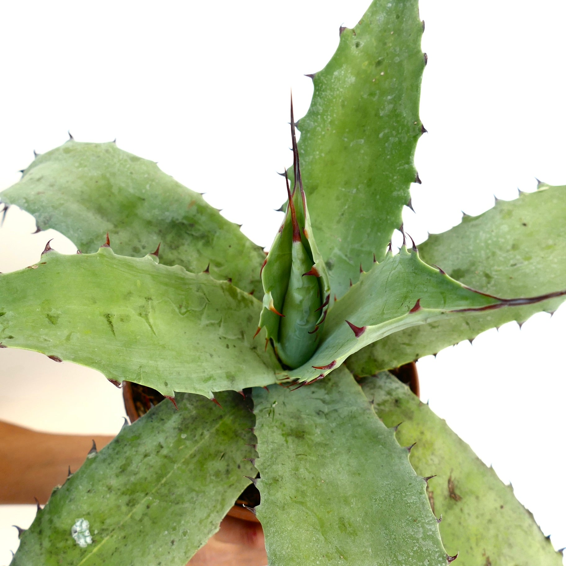 Agave bovicornuta X eborispina X americana succulent with broad green leaves and sharp reddish spines